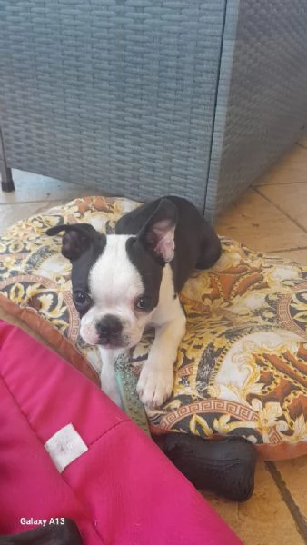 Cuccioli Boston Terrier  | Foto 3