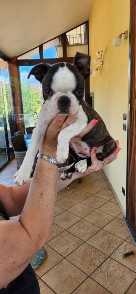 Cuccioli Boston Terrier  | Foto 2