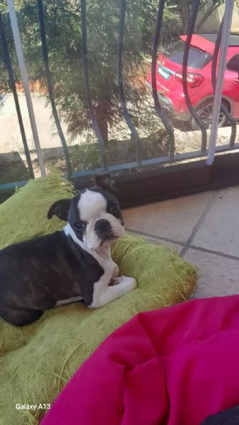 Cuccioli Boston Terrier  | Foto 1