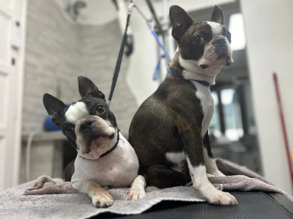 Cuccioli Boston Terrier  | Foto 4