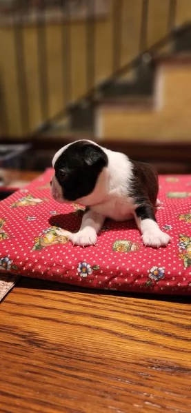 Cuccioli Boston Terrier  | Foto 3