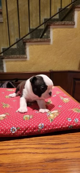 Cuccioli Boston Terrier  | Foto 2