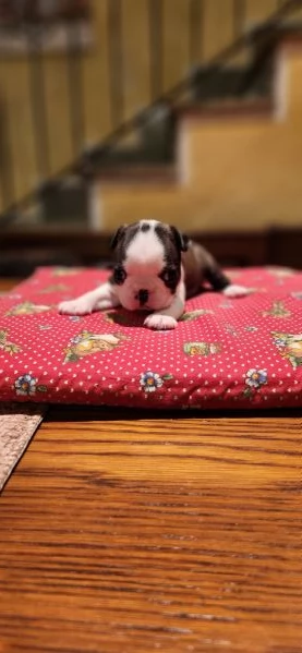 Cuccioli Boston Terrier  | Foto 1