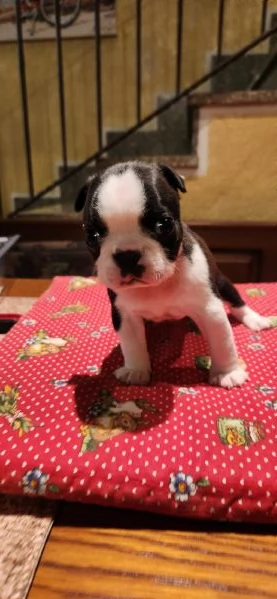 Cuccioli Boston Terrier  | Foto 0