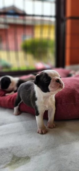 Cuccioli Boston Terrier 
