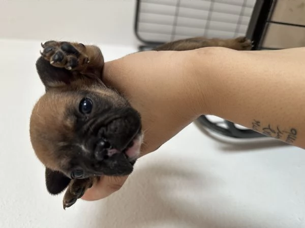 Bulldog Francese