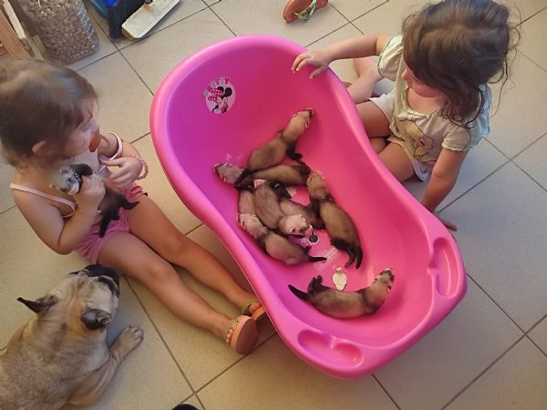 Cuccioli Di Furettini Disponibili  | Foto 2