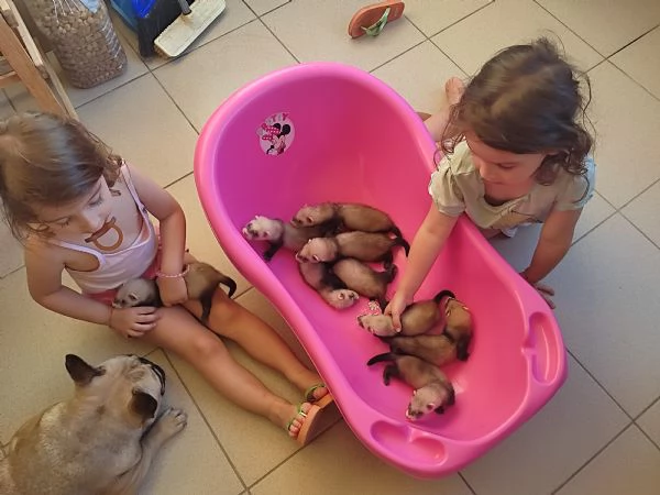 Cuccioli Di Furettini Disponibili  | Foto 0