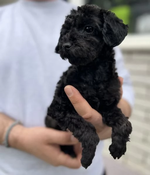 Cuccioli di Barboncino Toy | Foto 4