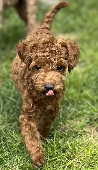 Cuccioli di Barboncino Toy | Foto 3