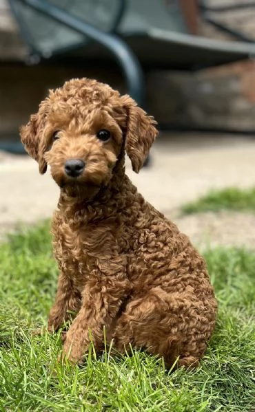 Cuccioli di Barboncino Toy | Foto 2