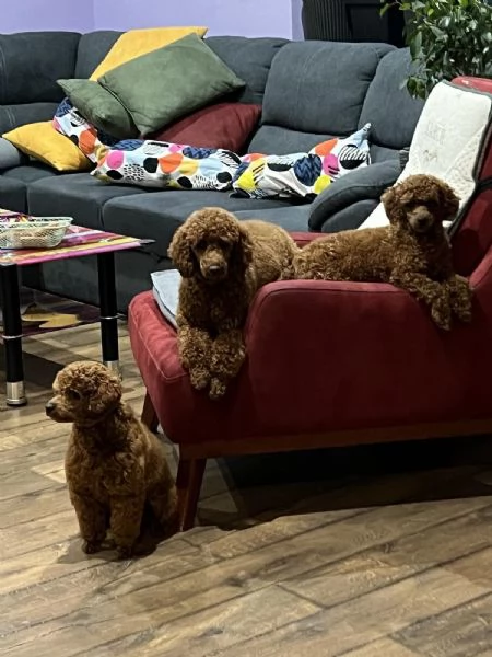 Cuccioli di Barboncino Toy | Foto 1
