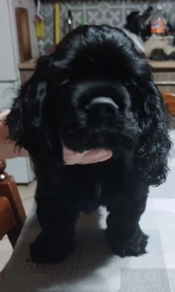 COCKER AMERICANO