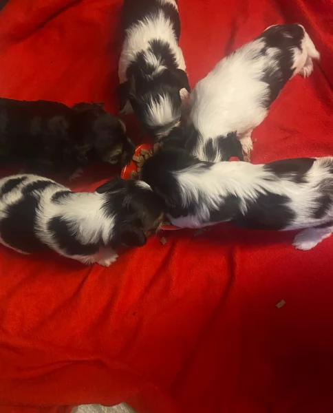Biewer Yorkshire Terrier toy picolo razza per adozione regalo