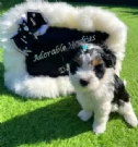 Biewer Yorkshire Terrier toy picolo razza per adozione regalo | Foto 2