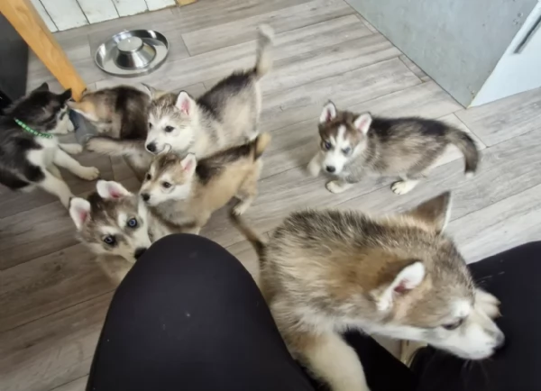 disponibili 3 bellissime femmine e 3 bellissimi maschietti 