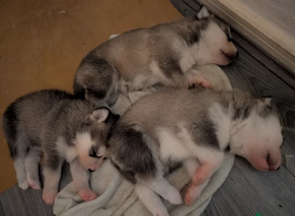 per ladozione disponibili 3 bellissime femmine e 3 bellissimi maschietti