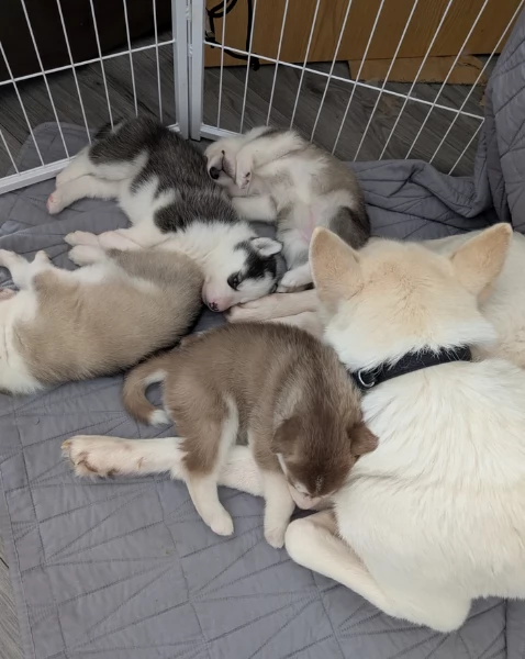 per ladozione disponibili 3 bellissime femmine e 3 bellissimi maschietti | Foto 1