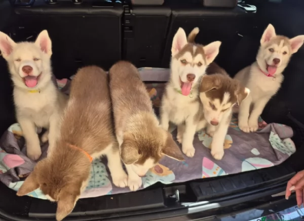 per ladozione disponibili 3 bellissime femmine e 3 bellissimi maschietti | Foto 3