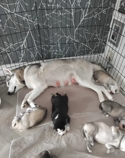 per ladozione disponibili 3 bellissime femmine e 3 bellissimi maschietti | Foto 2
