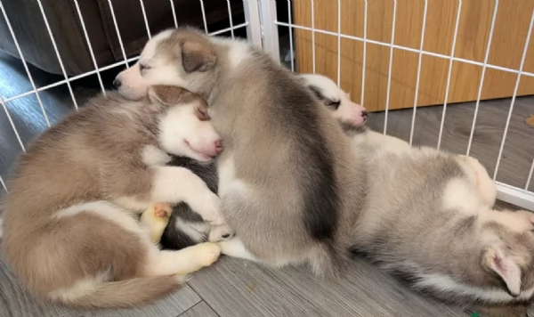 per ladozione disponibili 3 bellissime femmine e 3 bellissimi maschietti | Foto 1