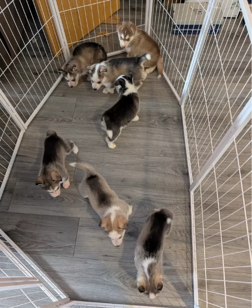 per ladozione disponibili 3 bellissime femmine e 3 bellissimi maschietti