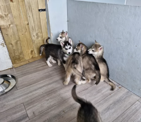 per ladozione disponibili 3 bellissime femmine e 3 bellissimi maschietti | Foto 0