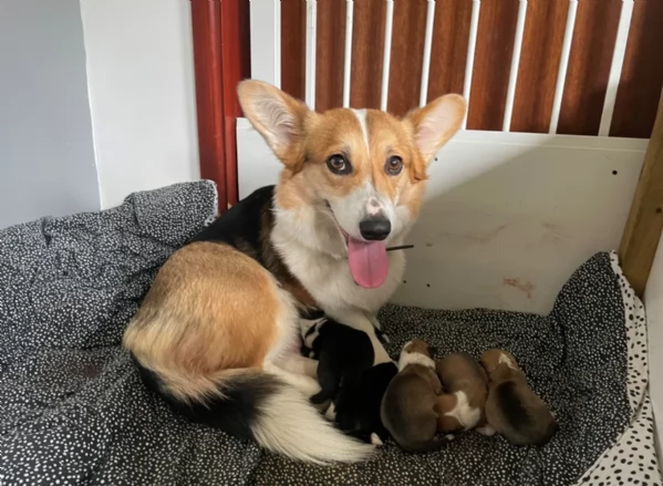 bellissimi cuccioli di welsh corgi per ladozione