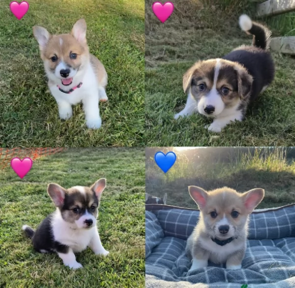 bellissimi cuccioli di welsh corgi per ladozione | Foto 0