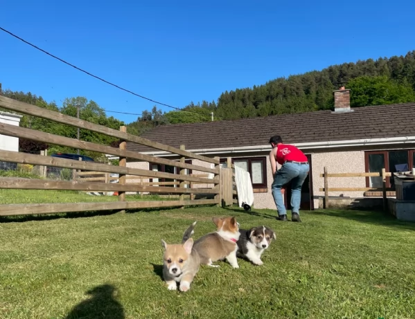 bellissimi cuccioli di welsh corgi per ladozione | Foto 0
