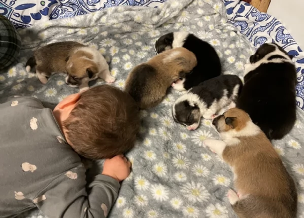 bellissimi cuccioli di welsh corgi per ladozione | Foto 0
