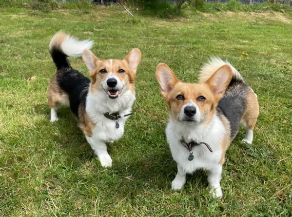 bellissimi cuccioli di welsh corgi per ladozione | Foto 4