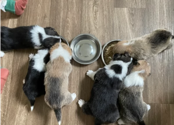 bellissimi cuccioli di welsh corgi per ladozione | Foto 3
