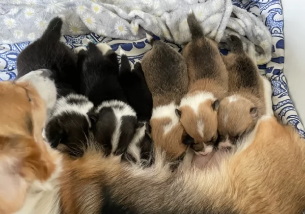bellissimi cuccioli di welsh corgi per ladozione | Foto 2