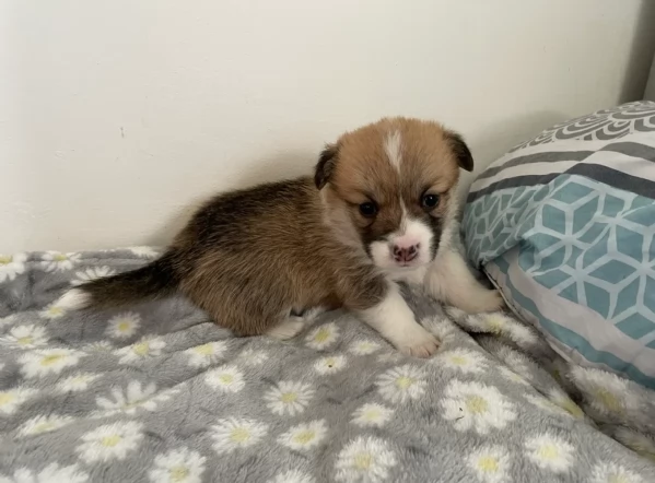 bellissimi cuccioli di welsh corgi per ladozione