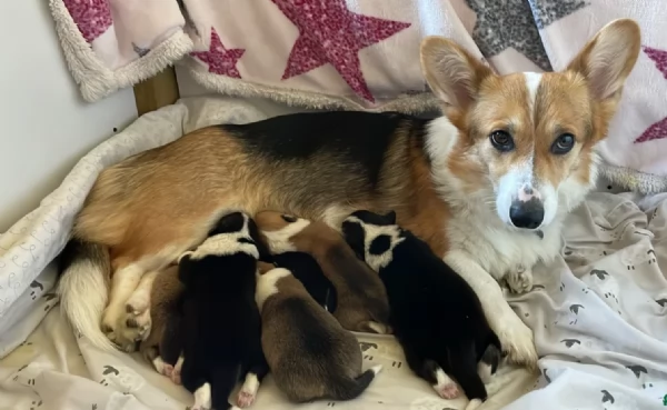 bellissimi cuccioli di welsh corgi per ladozione | Foto 1