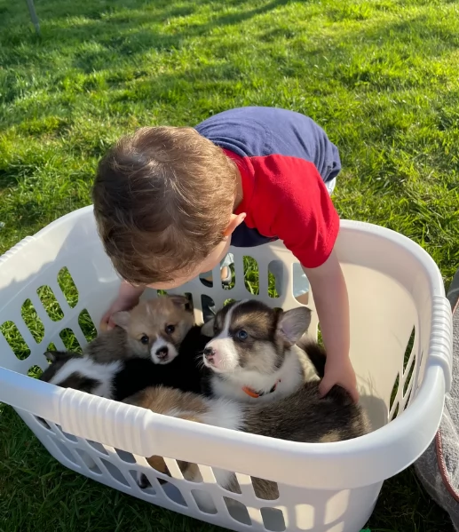 bellissimi cuccioli di welsh corgi per ladozione | Foto 0