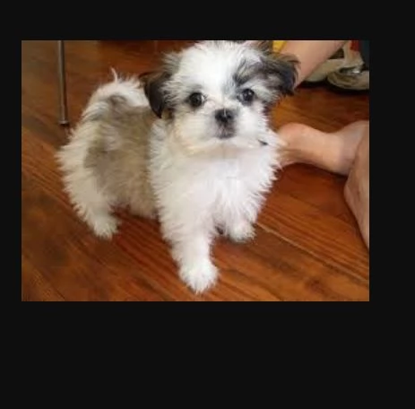 Bellissima cucciolata di cuccioli di shih tzu in cerca di adozione