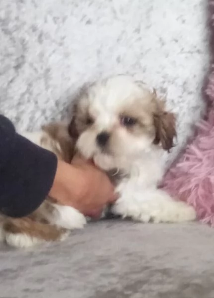 Bellissima cucciolata di cuccioli di shih tzu in cerca di adozione | Foto 3