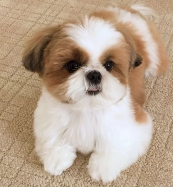 Bellissima cucciolata di cuccioli di shih tzu in cerca di adozione | Foto 0