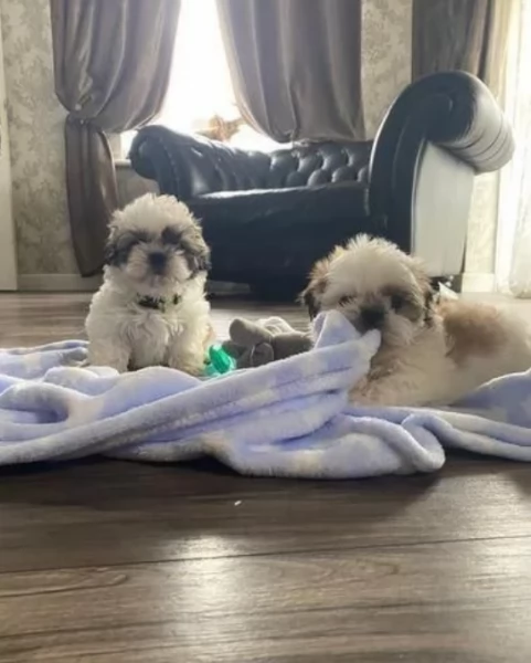 Bellissima cucciolata di cuccioli di shih tzu in cerca di adozione