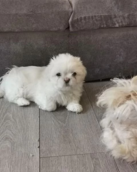 Bellissima cucciolata di cuccioli di shih tzu in cerca di adozione | Foto 1
