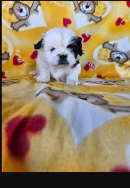 Bellissima cucciolata di cuccioli di shih tzu in cerca di adozione | Foto 4