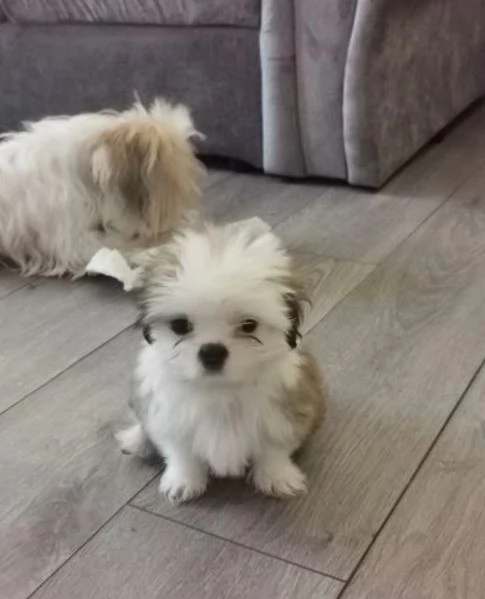 Bellissima cucciolata di cuccioli di shih tzu in cerca di adozione | Foto 1