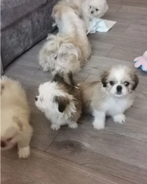 Bellissima cucciolata di cuccioli di shih tzu in cerca di adozione | Foto 0