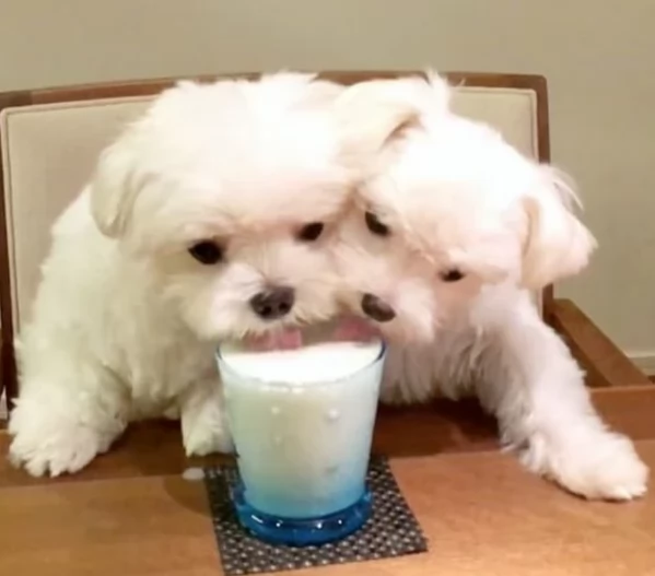 meraviglioso cuccioli di razza maltese toy taglia piccola per ladozione gratuita | Foto 0