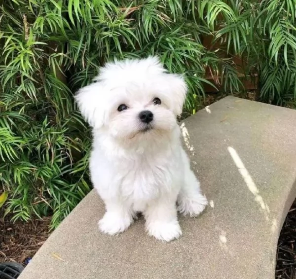 disponibili cuccioli di maltese toy per la dozione gratuita | Foto 4