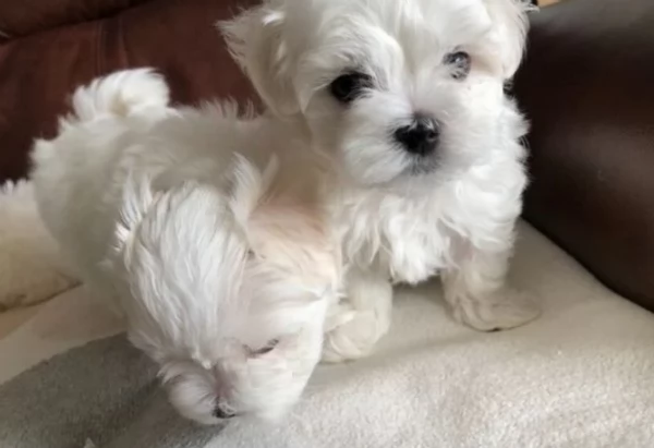 disponibili cuccioli di maltese toy per la dozione gratuita | Foto 0