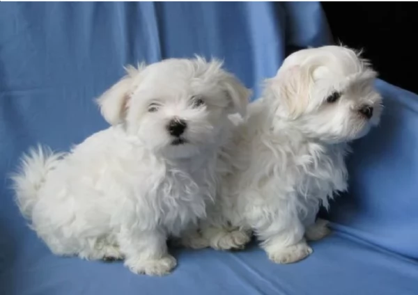 disponibili cuccioli di maltese toy per la dozione gratuita | Foto 4