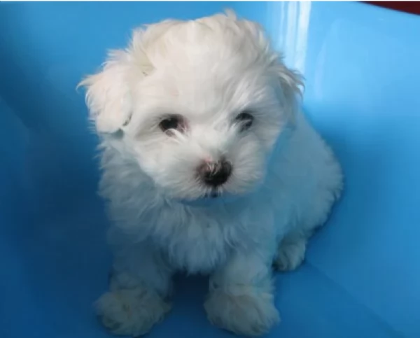 disponibili cuccioli di maltese toy per la dozione gratuita | Foto 3